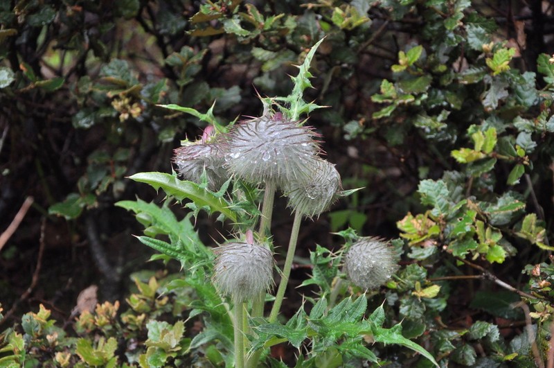 Cirsium lidjiangense photo 3
