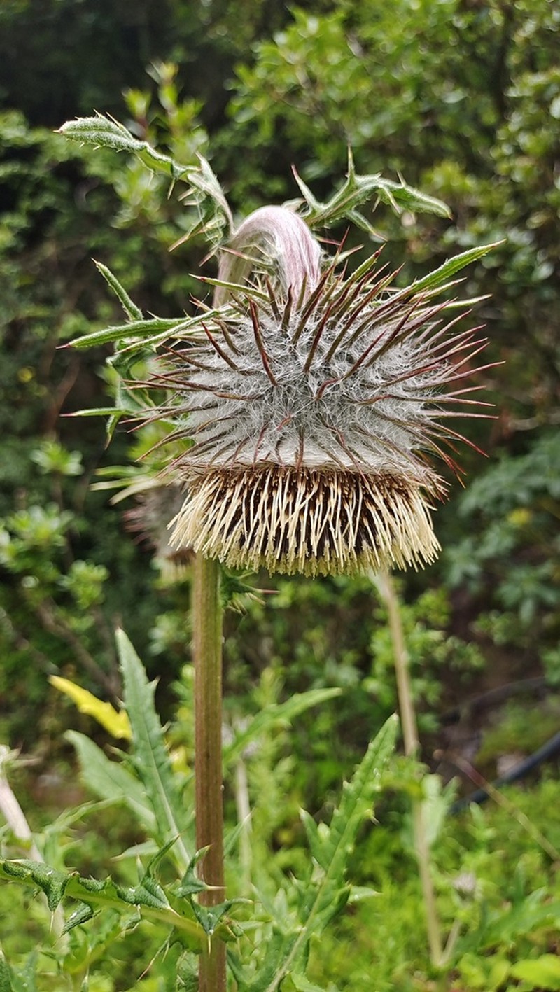 Cirsium lidjiangense photo 4