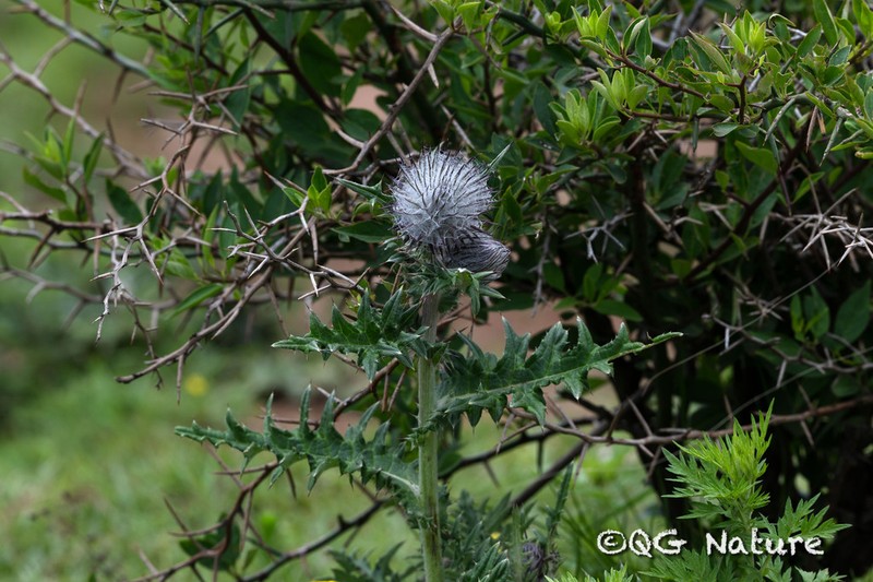 Cirsium lidjiangense photo 5