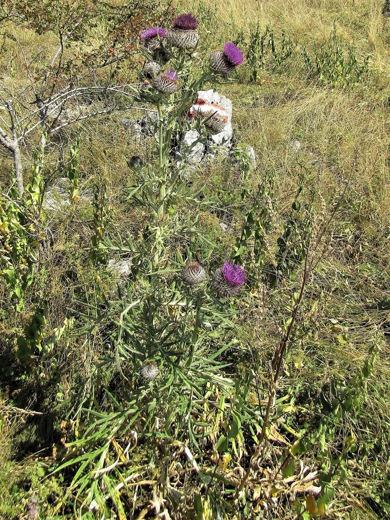 Cirsium ligulare photo 2