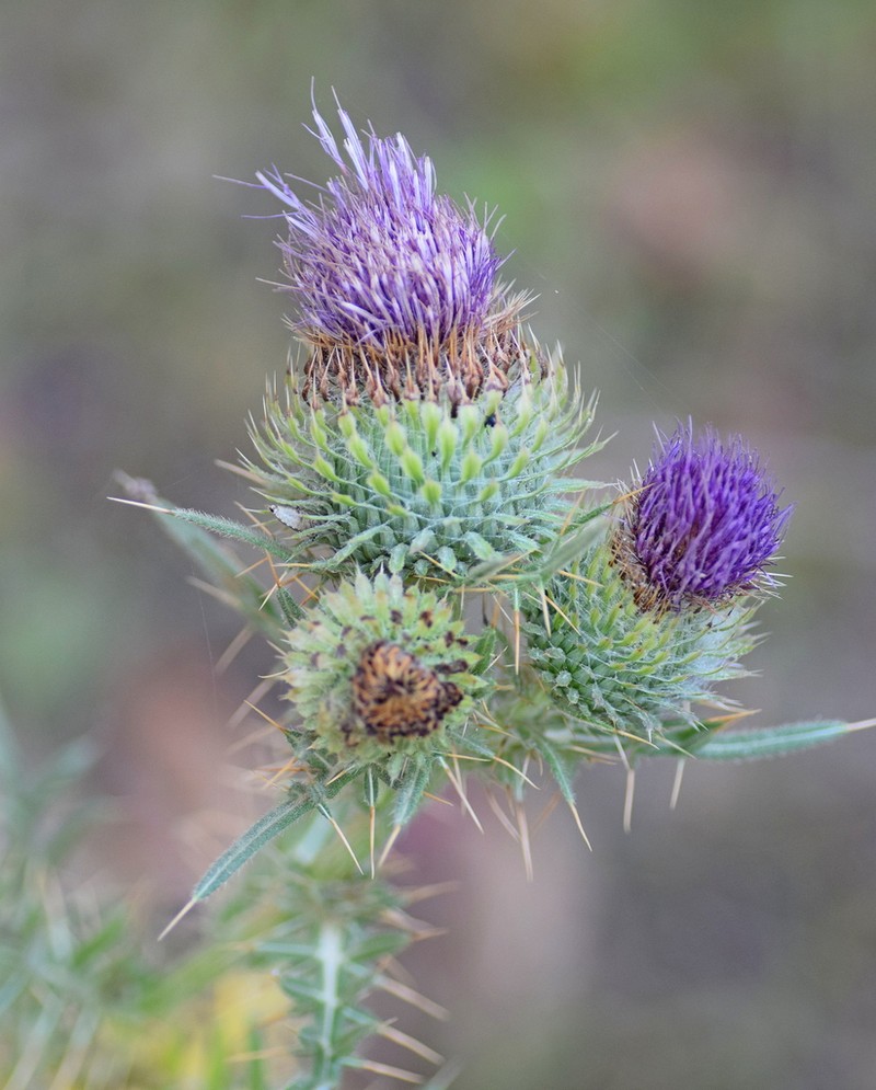 Cirsium ligulare photo 3