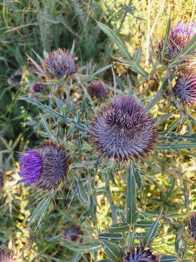 Cirsium ligulare photo 4