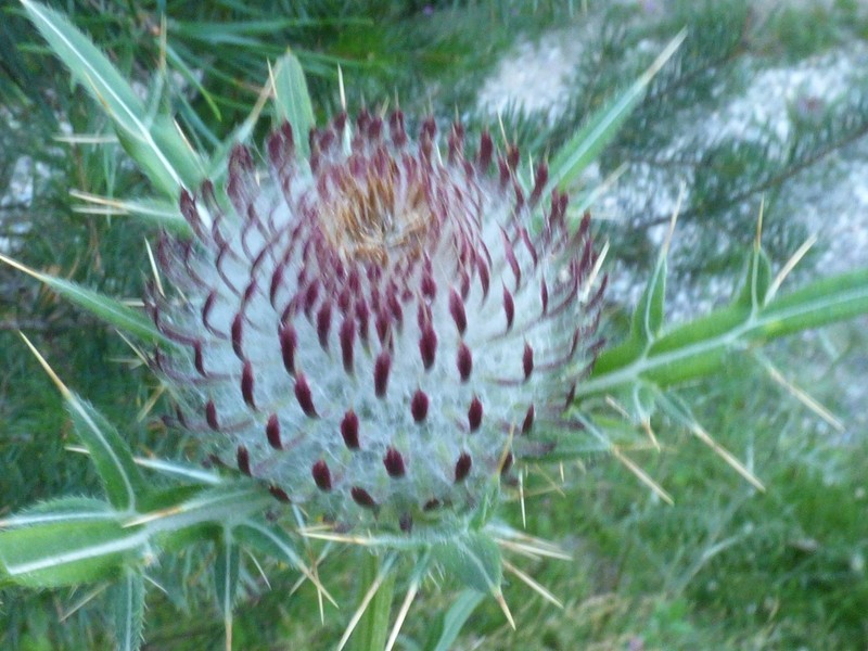 Cirsium ligulare photo 5