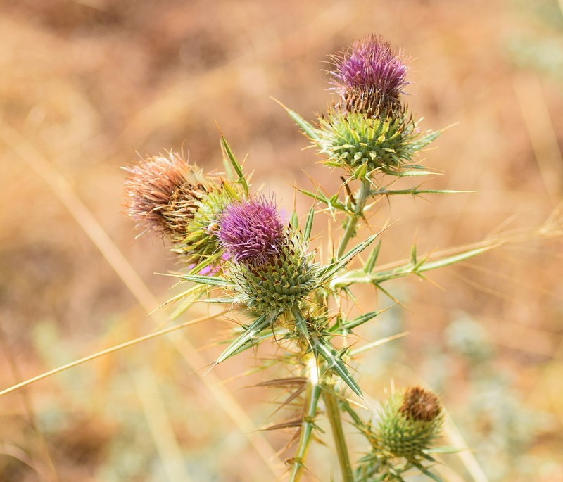 Cirsium ligulare photo 6