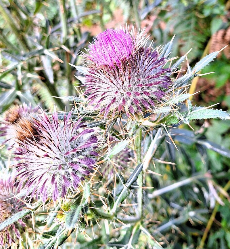 Cirsium ligulare photo 7