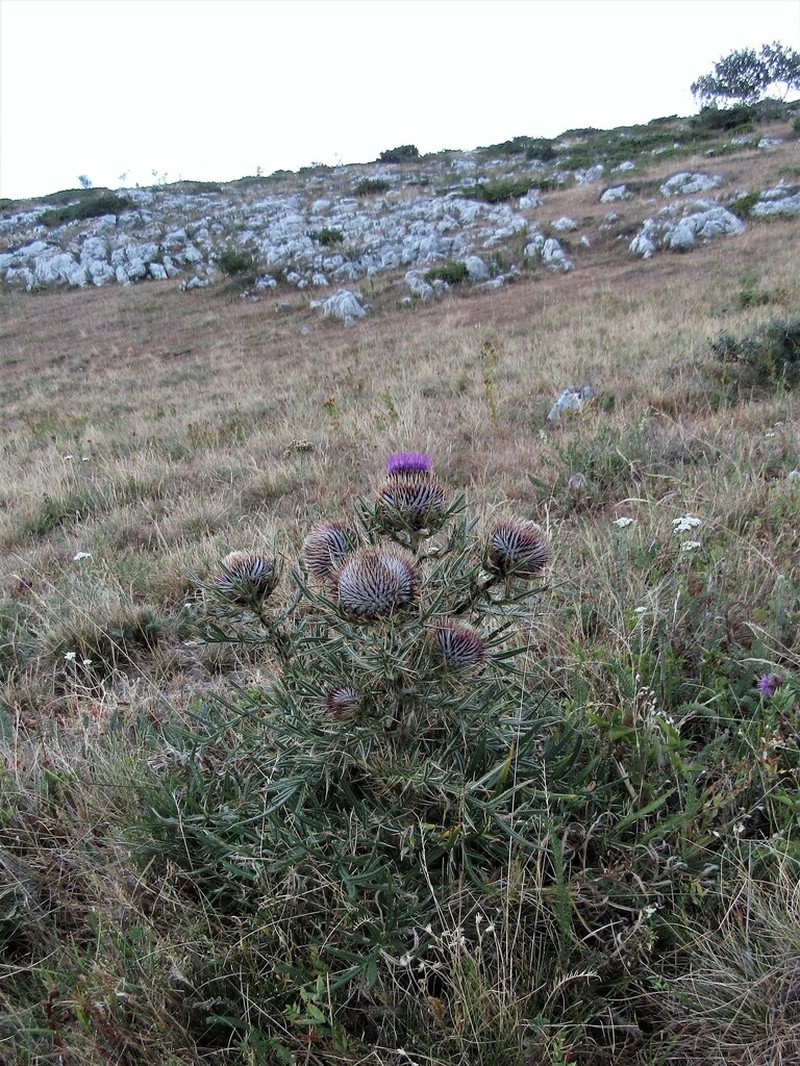 Cirsium ligulare photo 8