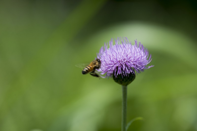 Cirsium lineare