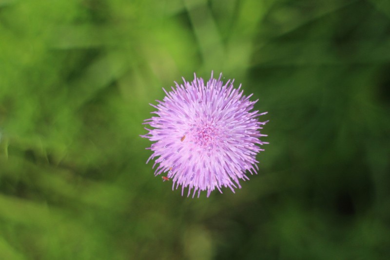 Cirsium lineare photo 2