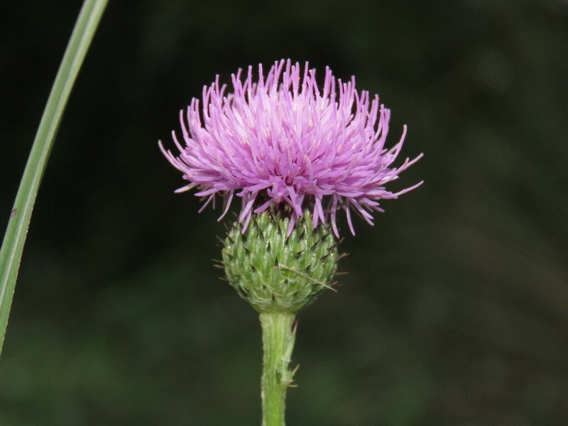 Cirsium lineare photo 3