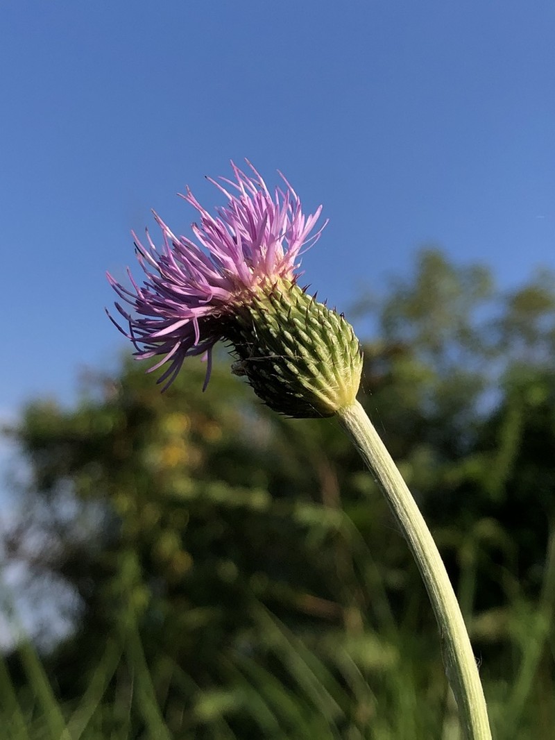 Cirsium lineare photo 4