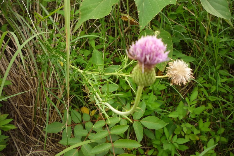 Cirsium lineare photo 5