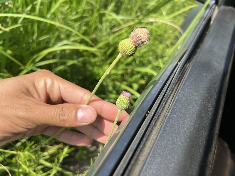 Cirsium lineare photo 6