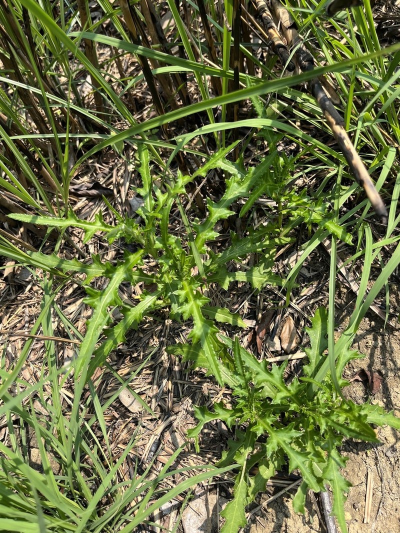 Cirsium lineare photo 7
