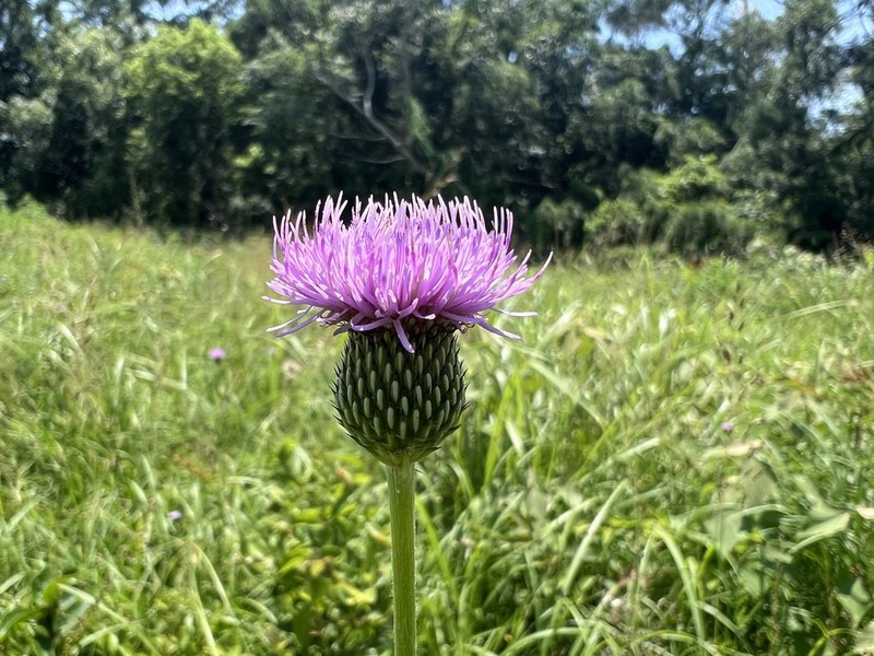Cirsium lineare photo 8