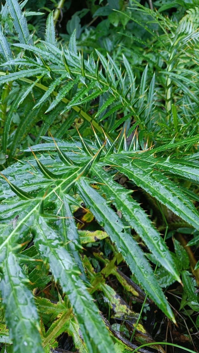 Cirsium lipskyi