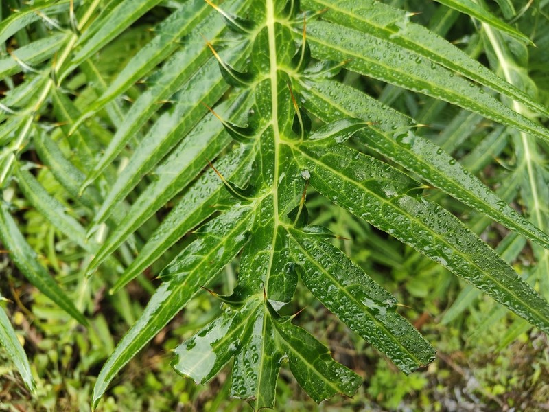 Cirsium lipskyi photo 3