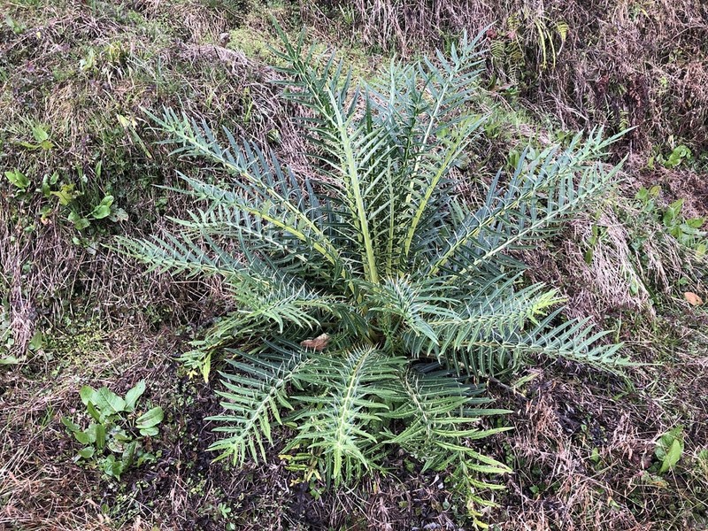 Cirsium lipskyi photo 4