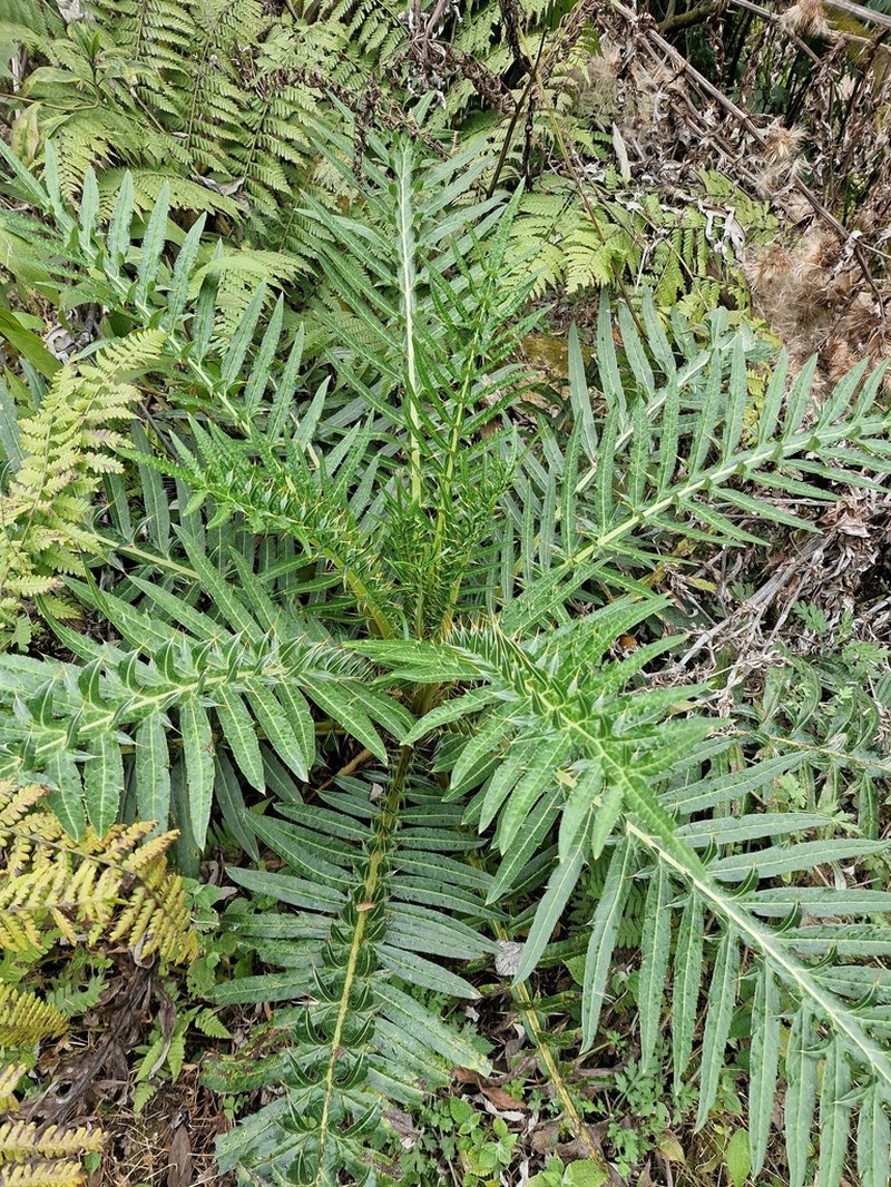 Cirsium lipskyi photo 5