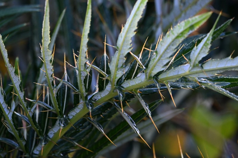 Cirsium lipskyi photo 6