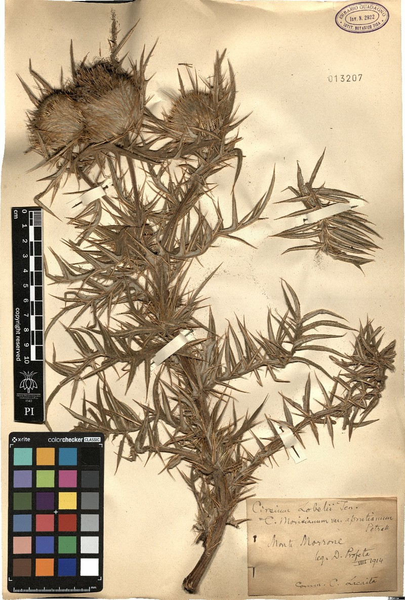 Cirsium lobelii