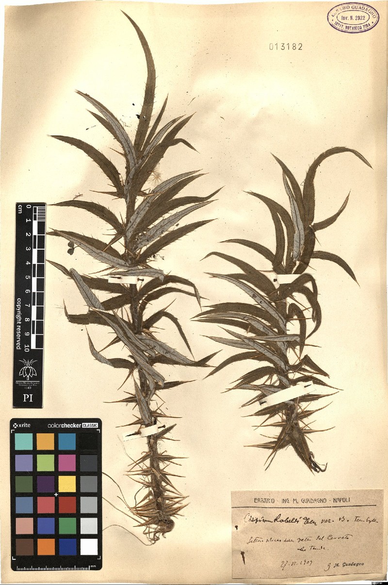 Cirsium lobelii photo 2