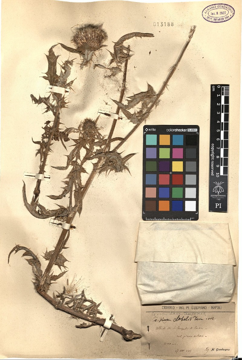Cirsium lobelii photo 3