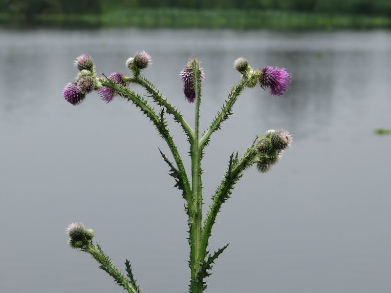 Cirsium lomatolepis