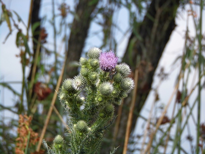 Cirsium lomatolepis photo 2