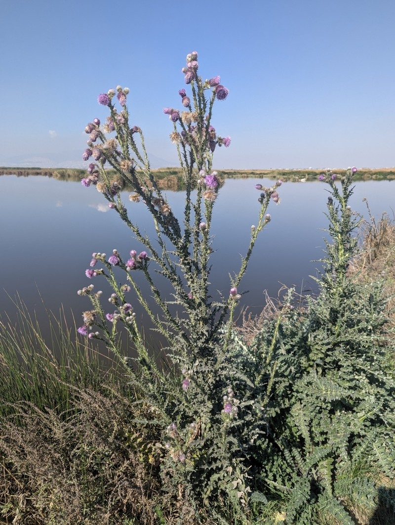 Cirsium lomatolepis photo 3