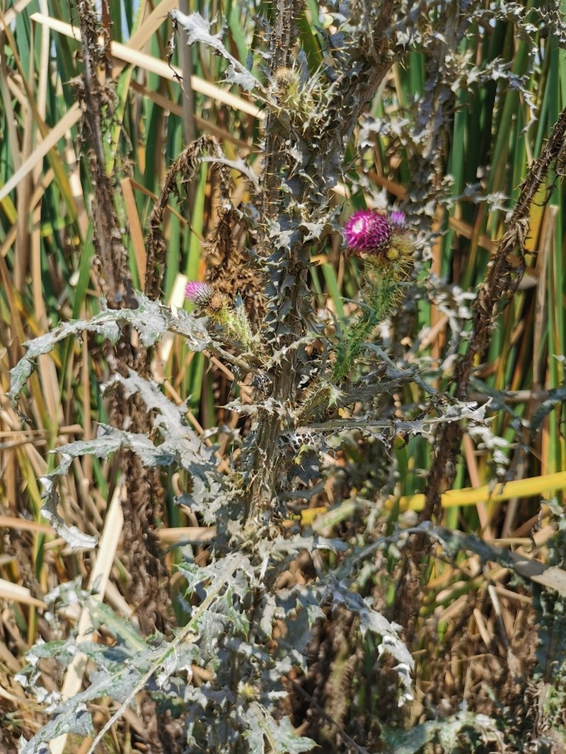 Cirsium lomatolepis photo 4
