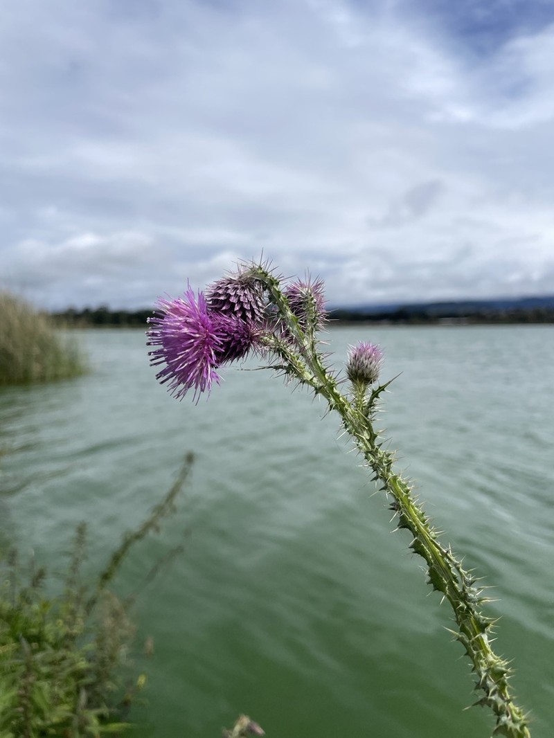 Cirsium lomatolepis photo 5