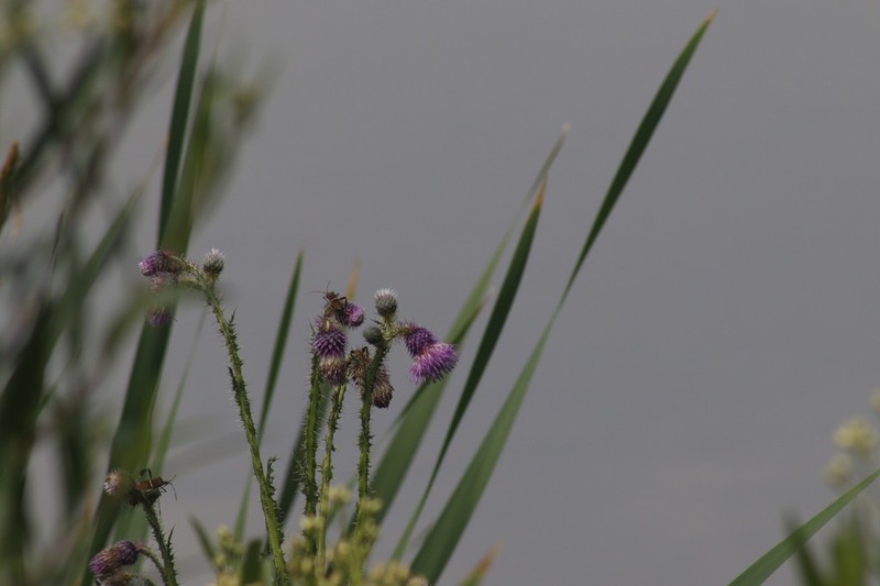 Cirsium lomatolepis photo 6