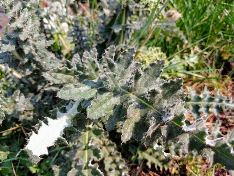 Cirsium lomatolepis photo 7