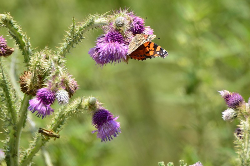 Cirsium lomatolepis photo 8