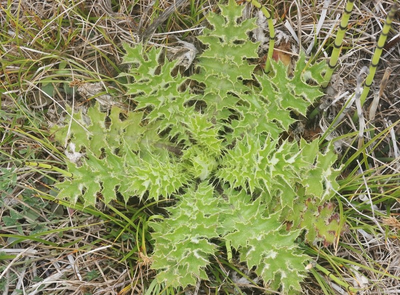 La Graciosa Thistle