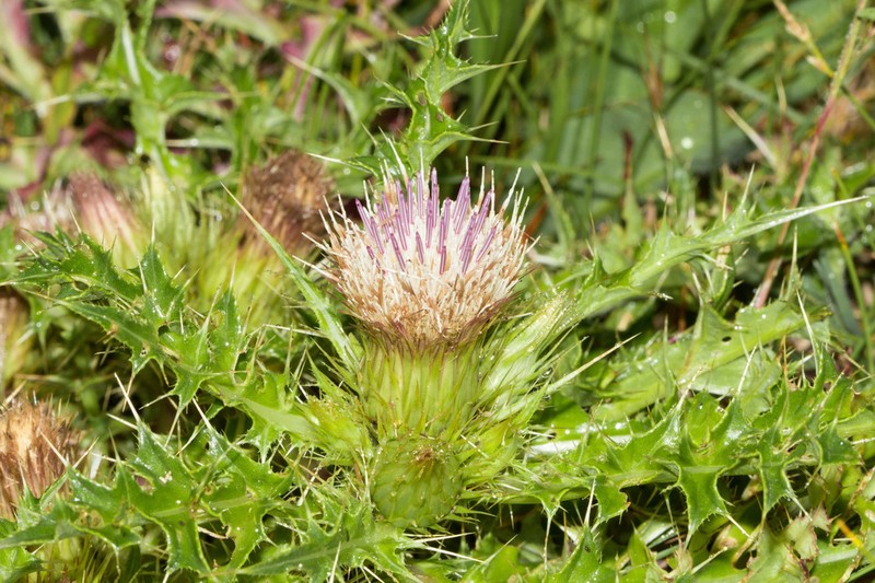 La Graciosa Thistle photo 2