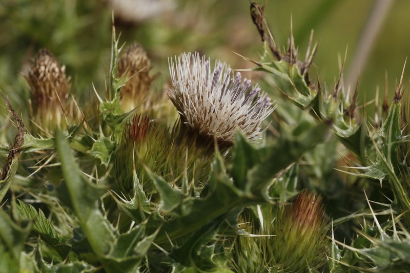 La Graciosa Thistle photo 3