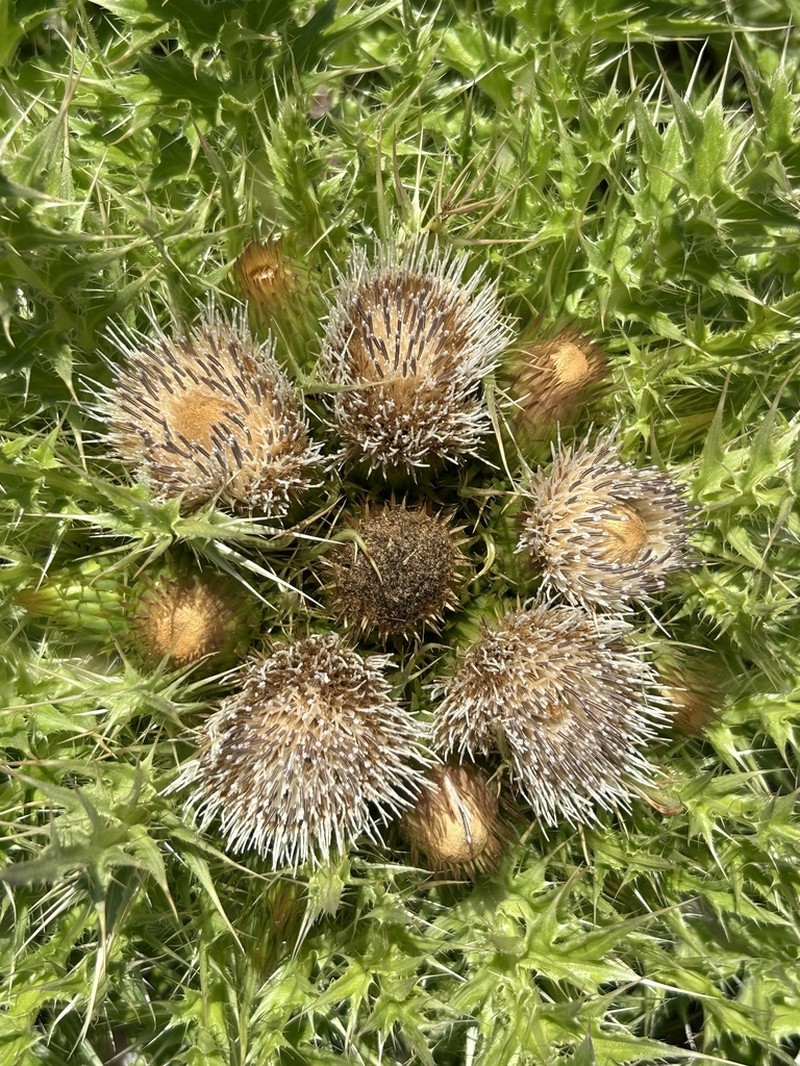 La Graciosa Thistle photo 4