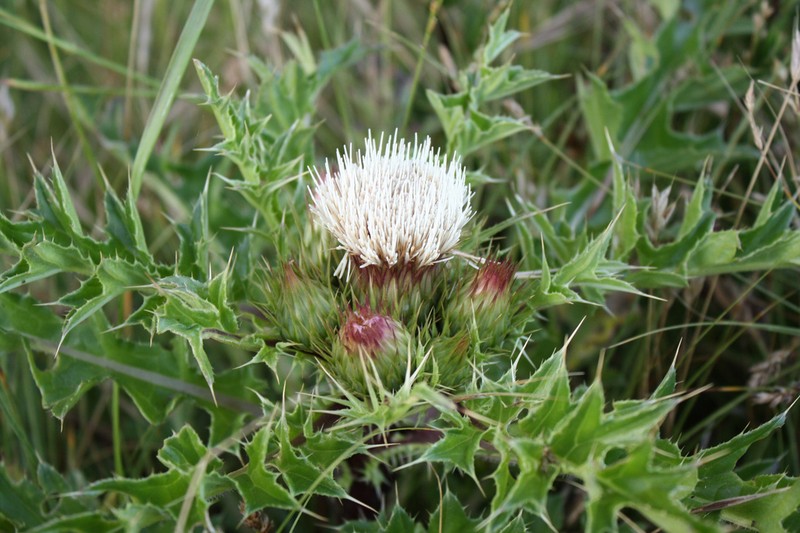 La Graciosa Thistle photo 5