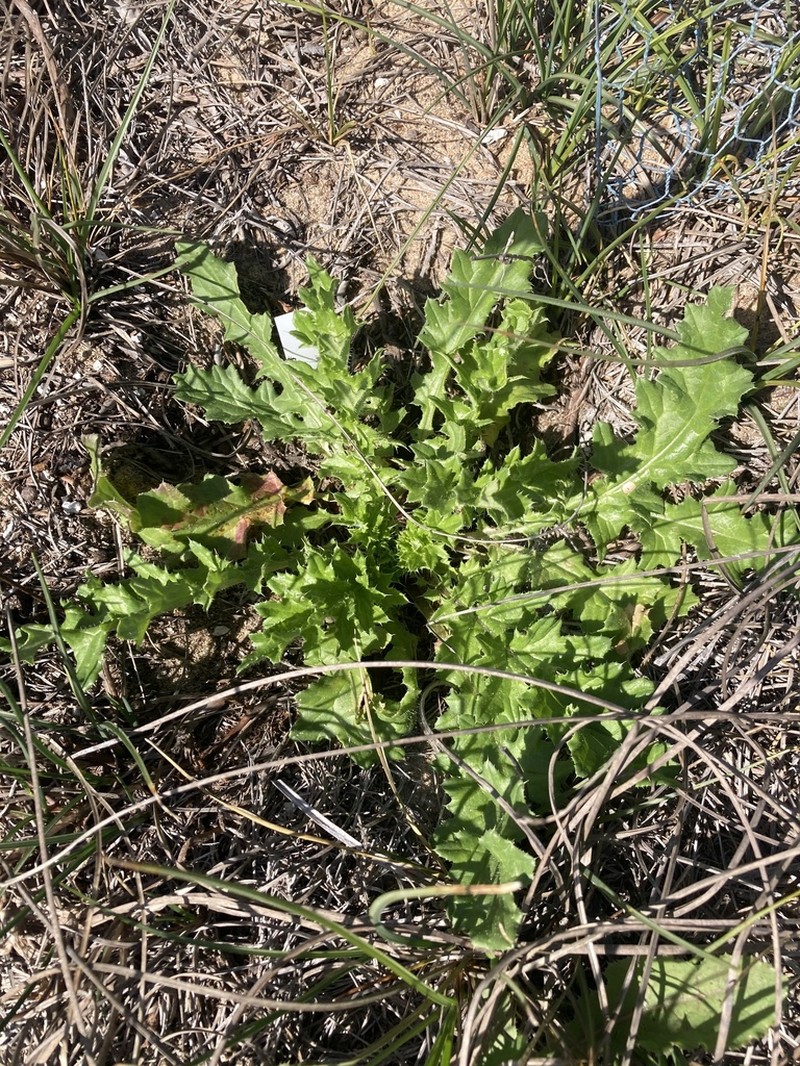 La Graciosa Thistle photo 6