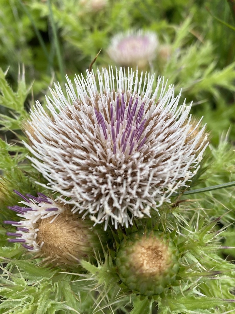 La Graciosa Thistle photo 7