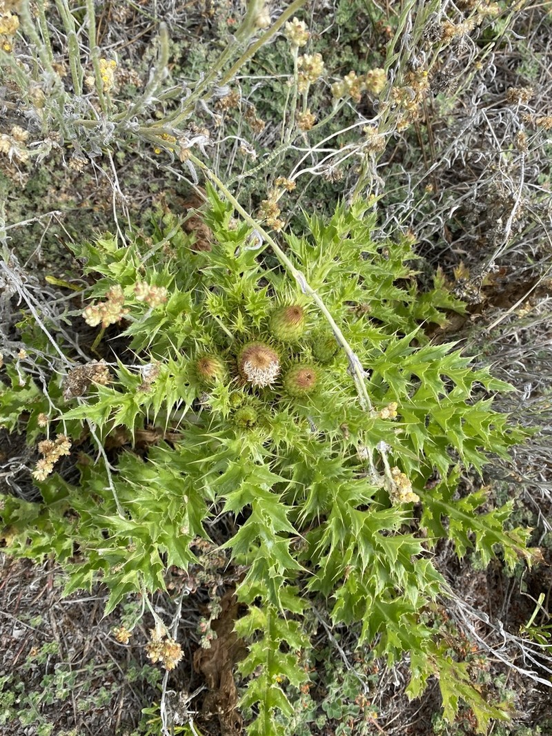 La Graciosa Thistle photo 8