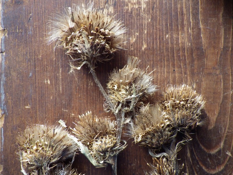 Longstyle Thistle