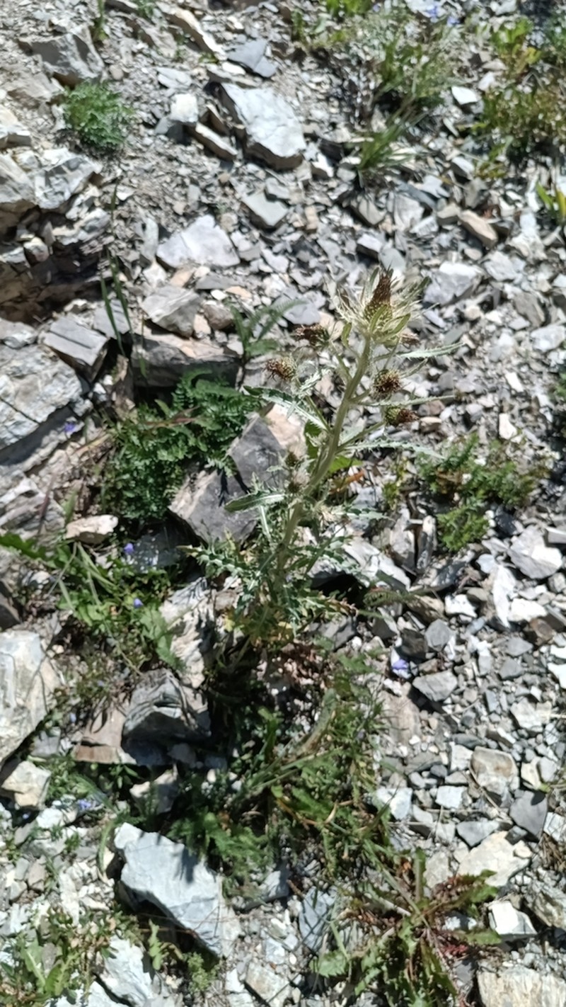 Longstyle Thistle