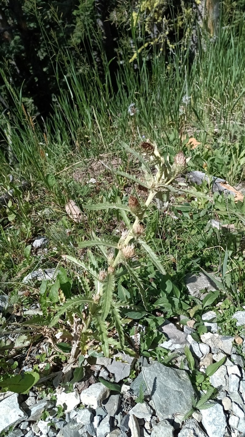 Longstyle Thistle photo 2