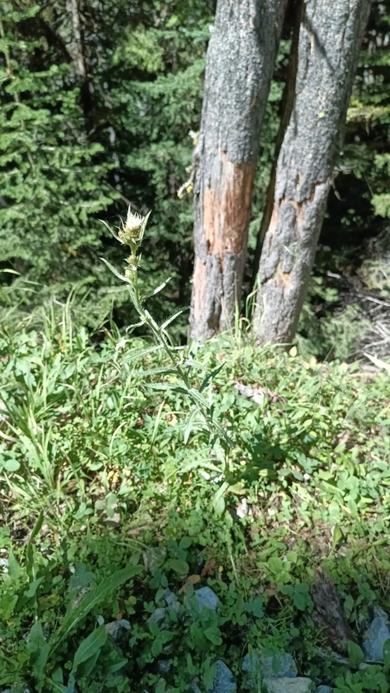 Longstyle Thistle photo 3