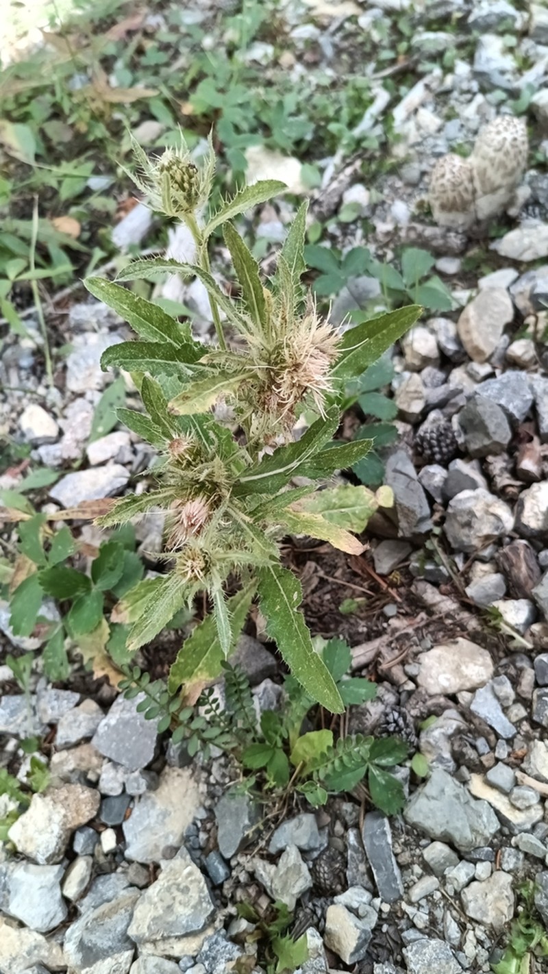 Longstyle Thistle photo 4