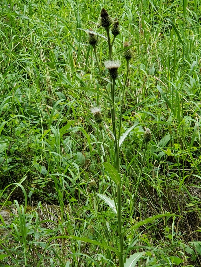 Longstyle Thistle photo 5