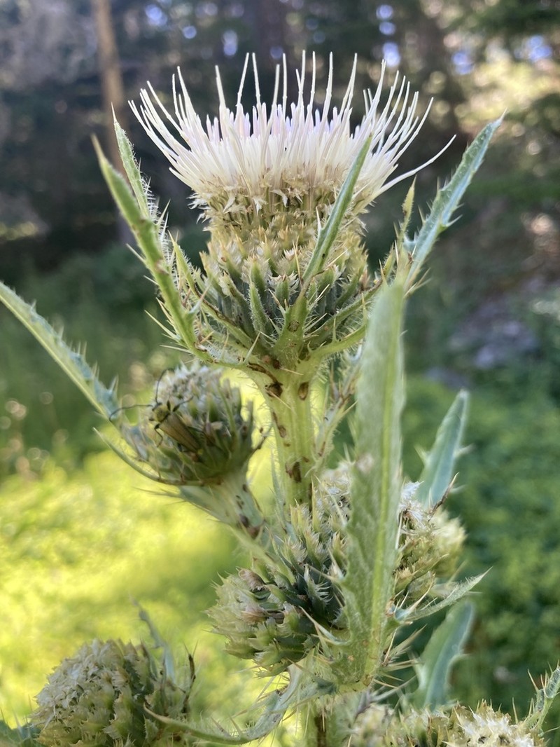 Longstyle Thistle photo 6