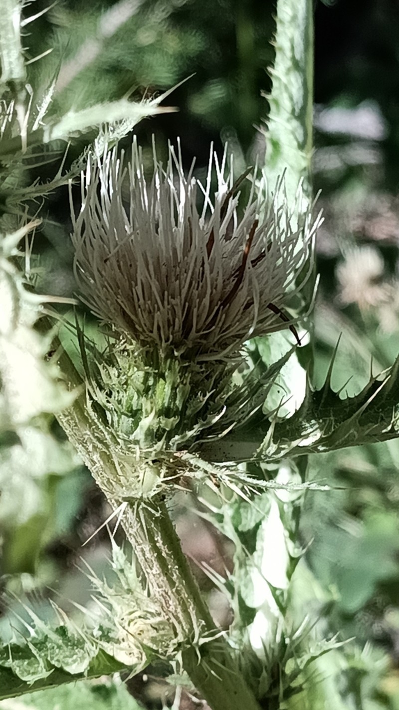 Longstyle Thistle photo 7